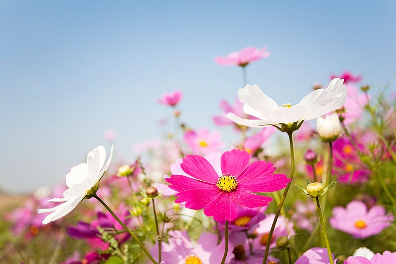 cosmos